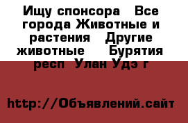 Ищу спонсора - Все города Животные и растения » Другие животные   . Бурятия респ.,Улан-Удэ г.